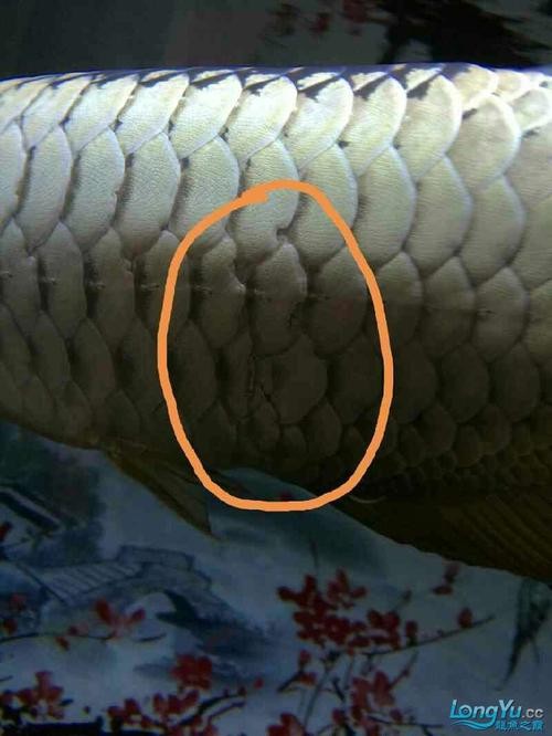 銀龍魚鱗片爛了怎么辦圖片大全 銀龍魚鱗片爛了怎么辦圖片大全 龍魚百科 第18張