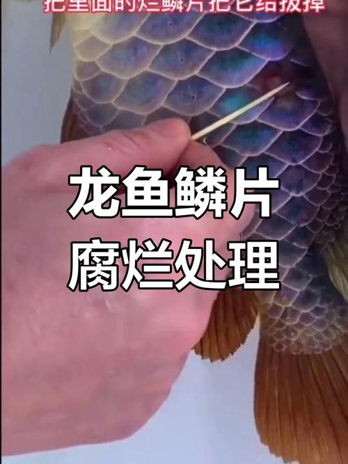 銀龍魚鱗片爛了怎么辦圖片大全 銀龍魚鱗片爛了怎么辦圖片大全 龍魚百科 第7張