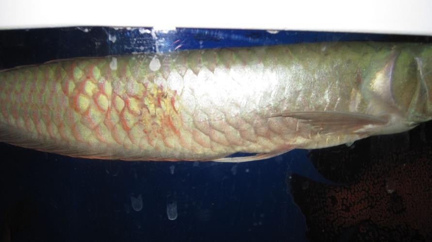 銀龍魚鱗片爛了怎么辦圖片大全 銀龍魚鱗片爛了怎么辦圖片大全 龍魚百科 第1張