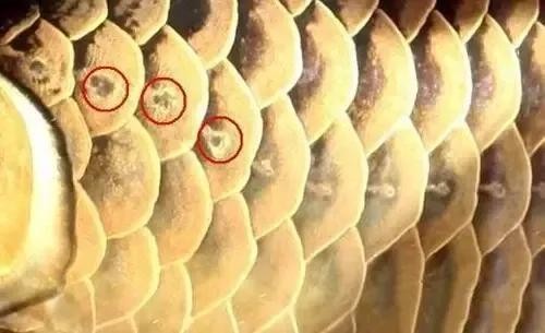 銀龍魚鱗片爛了怎么辦圖片大全 銀龍魚鱗片爛了怎么辦圖片大全 龍魚百科 第12張