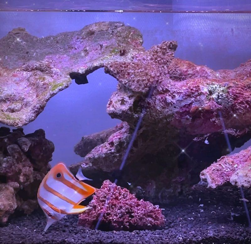 藍(lán)帆三間魚(yú)最忌三種食物