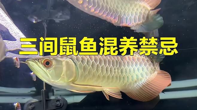 藍(lán)帆三間魚(yú)最忌三種食物