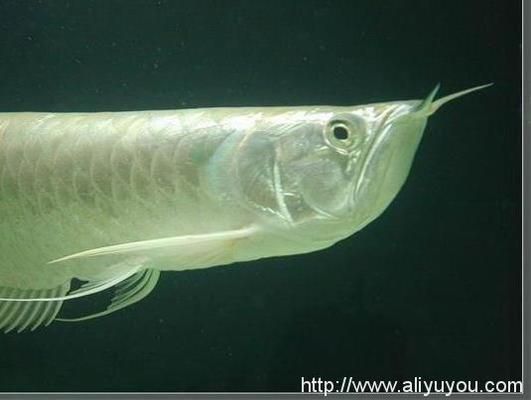 銀龍魚常見疾病的預防方法：關于銀龍魚常見疾病的預防方法 銀龍魚常見疾病的預防方法：關于銀龍魚常見疾病的預防方法 龍魚百科 第1張