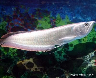 銀龍魚常見疾病的預防方法：關于銀龍魚常見疾病的預防方法 銀龍魚常見疾病的預防方法：關于銀龍魚常見疾病的預防方法 龍魚百科 第4張
