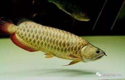 龍魚翻白了能救回來嗎：龍魚翻白了是否能救回來，取決于多種因素， 龍魚翻白了能救回來嗎：龍魚翻白了是否能救回來，取決于多種因素， 龍魚百科 第3張