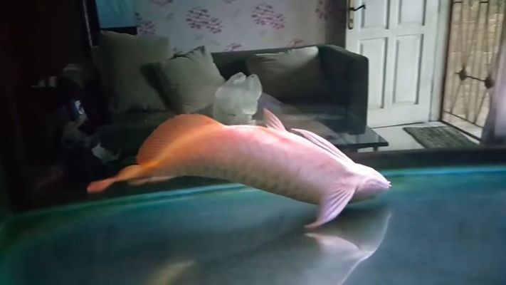 龍魚翻白了能救回來嗎：龍魚翻白了是否能救回來，取決于多種因素， 龍魚翻白了能救回來嗎：龍魚翻白了是否能救回來，取決于多種因素， 龍魚百科 第4張