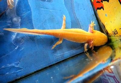 龍魚吃肉嗎？：飼養(yǎng)龍魚的注意事項