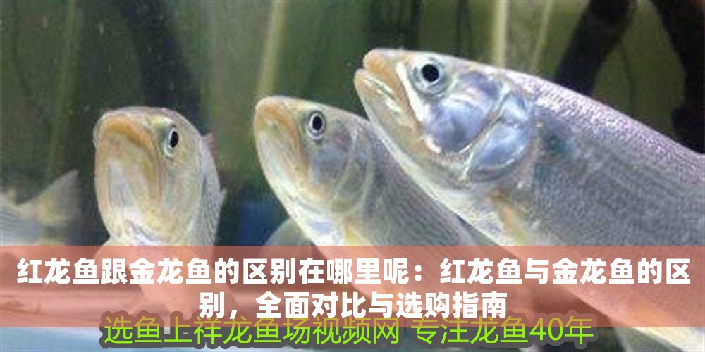 紅龍魚(yú)跟金龍魚(yú)的區(qū)別在哪里呢：紅龍魚(yú)與金龍魚(yú)的區(qū)別，全面對(duì)比與選購(gòu)指南