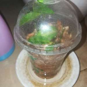 檸檬鯽繁殖技術(shù)要點(diǎn)：檸檬鯽繁殖技術(shù)要點(diǎn)檸檬鯽繁殖技術(shù)要點(diǎn)