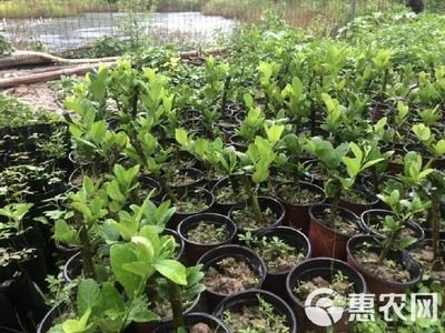 檸檬鯽繁殖技術要點：檸檬鯽繁殖技術要點檸檬鯽繁殖技術要點