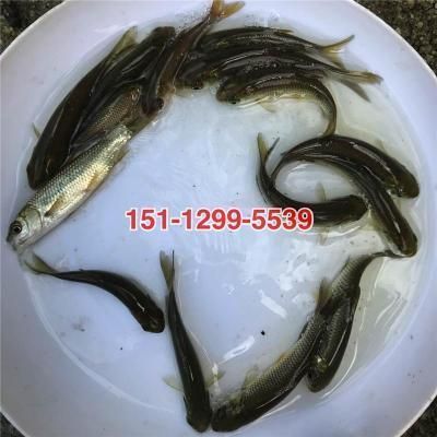 廣州花地灣的龍魚價格：廣州花地灣龍魚市場價格波動原因探究