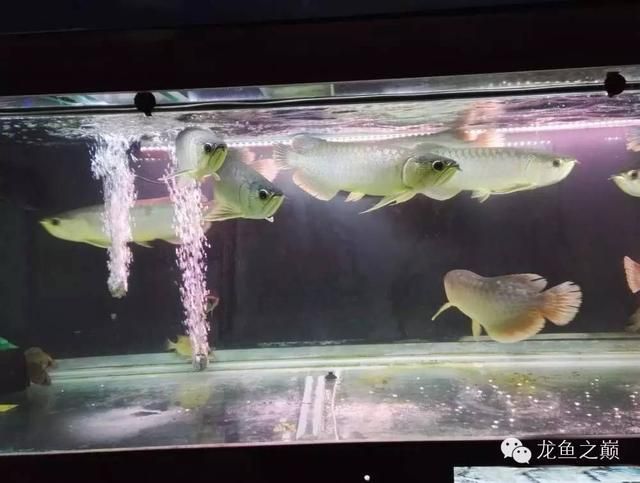 廣州花地灣的龍魚價格：廣州花地灣龍魚市場價格波動原因探究