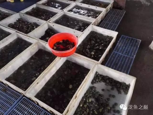 廣州花地灣的龍魚價格：廣州花地灣龍魚市場價格波動原因探究