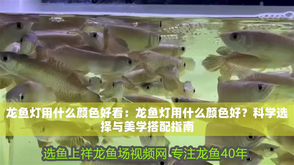龍魚燈用什么顏色好看：龍魚燈用什么顏色好？科學選擇與美學搭配指南 龍魚燈用什么顏色好看：龍魚燈用什么顏色好？科學選擇與美學搭配指南 龍魚百科 第1張