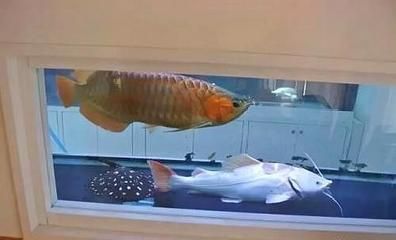 一條龍魚兩條虎魚風水（龍魚和虎魚混合養殖在風水學中被稱為“生龍活虎”）