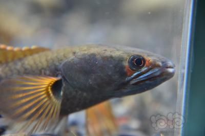 血斑雷龍魚1型好養嘛：血斑雷龍魚1型適合新手飼養嗎