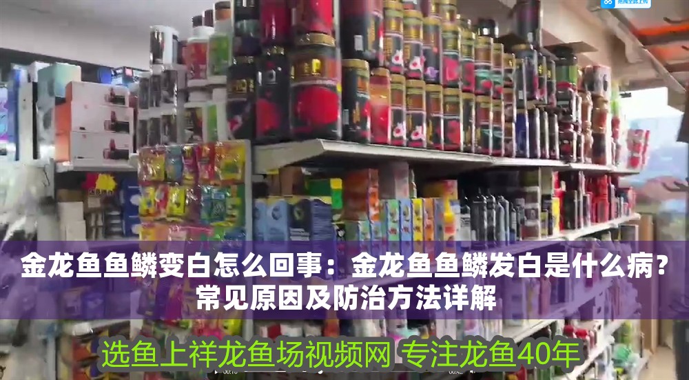 金龍魚魚鱗變白怎么回事：金龍魚魚鱗發白是什么病？常見原因及防治方法詳解
