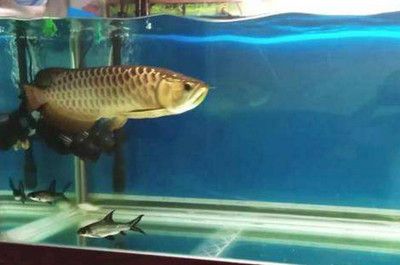 養龍魚魚缸尺寸最小是多少：養龍魚魚缸尺寸沒有固定的最小值，主要取決于你的空間和龍魚的大小以及種類 養龍魚魚缸尺寸最小是多少：養龍魚魚缸尺寸沒有固定的最小值，主要取決于你的空間和龍魚的大小以及種類 龍魚百科 第3張