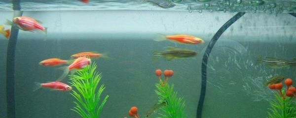 魚苗生長階段水溫管理方法：魚類苗種生長階段的水溫管理方法分析魚苗對水溫的適應性和要求