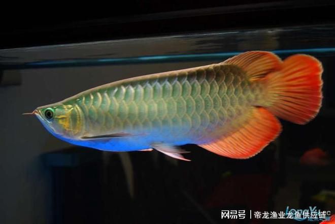 一、龍魚供應(yīng)鏈的構(gòu)成要素（進口商（如果涉及進口龍魚）：運輸方式,零售商：假貨問題）