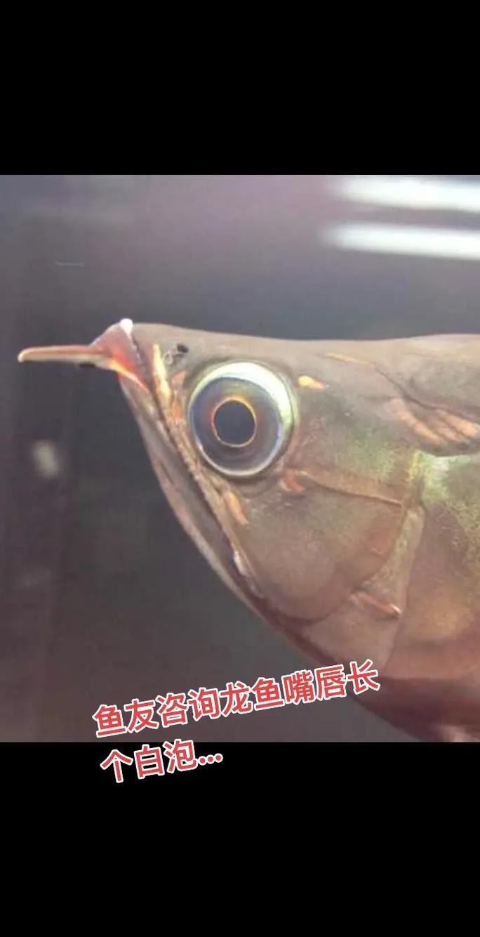 印尼紅龍魚(yú)怎么養(yǎng)活的圖片