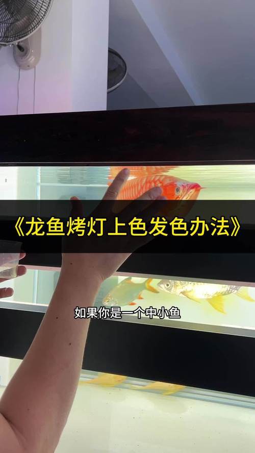 印尼紅龍魚(yú)怎么養(yǎng)活的圖片
