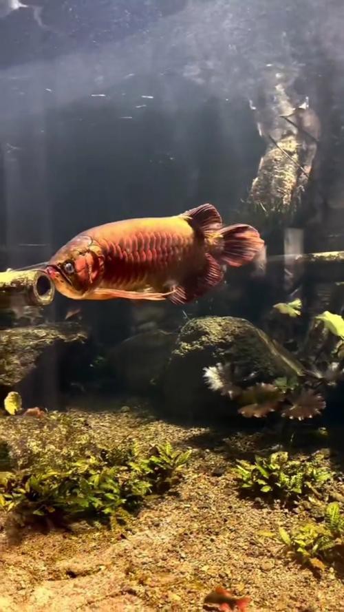 印尼紅龍魚(yú)怎么養(yǎng)活的圖片