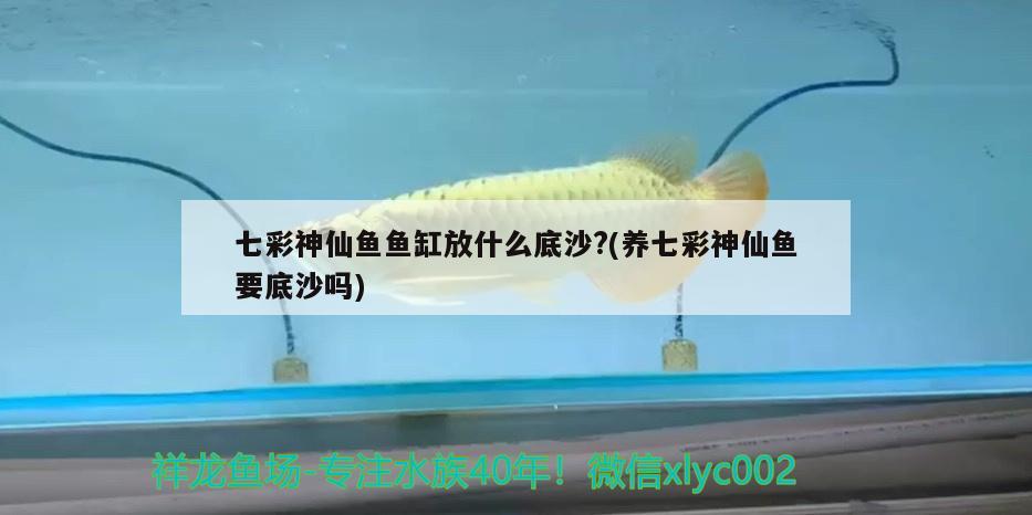 紅龍魚與金龍魚混養好嗎視頻：紅龍魚與金龍魚混養好嗎視頻教程