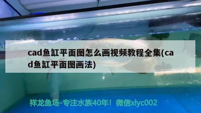 紅龍魚與金龍魚混養好嗎視頻：紅龍魚與金龍魚混養好嗎視頻教程