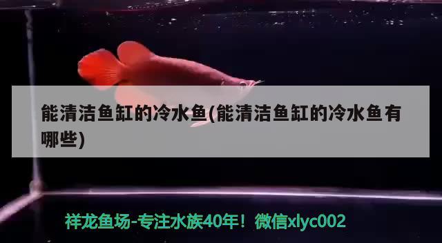 紅龍魚與金龍魚混養好嗎視頻：紅龍魚與金龍魚混養好嗎視頻教程