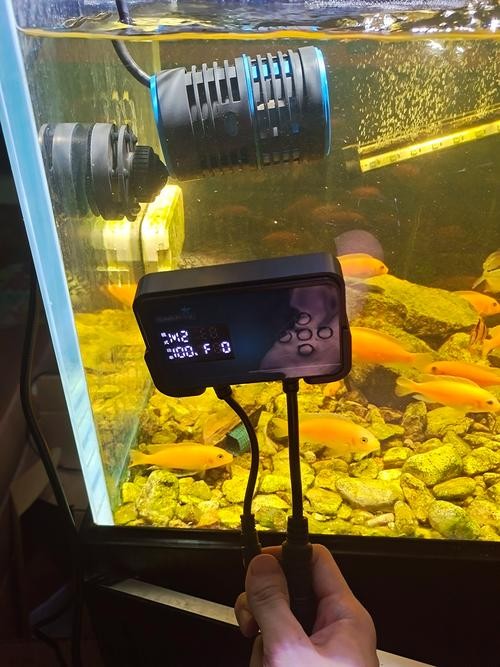 龍魚趴缸期間如何保持水質穩(wěn)定？