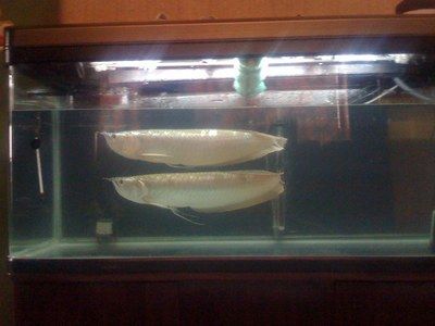 銀龍魚趴在缸底沒有力氣怎么辦(銀龍魚趴在缸底且顯得沒有力氣怎么辦) 龍魚百科 第3張 銀龍魚趴在缸底沒有力氣怎么辦(銀龍魚趴在缸底且顯得沒有力氣怎么辦) 銀龍魚趴在缸底沒有力氣怎么辦(銀龍魚趴在缸底且顯得沒有力氣怎么辦) 龍魚百科 第3張