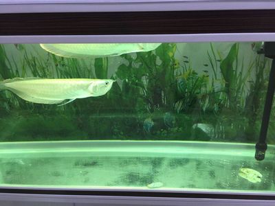 銀龍魚趴在缸底沒有力氣怎么辦(銀龍魚趴在缸底且顯得沒有力氣怎么辦) 龍魚百科 第5張 銀龍魚趴在缸底沒有力氣怎么辦(銀龍魚趴在缸底且顯得沒有力氣怎么辦) 銀龍魚趴在缸底沒有力氣怎么辦(銀龍魚趴在缸底且顯得沒有力氣怎么辦) 龍魚百科 第5張