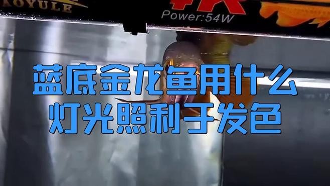 高背金龍魚發色后如何維護？