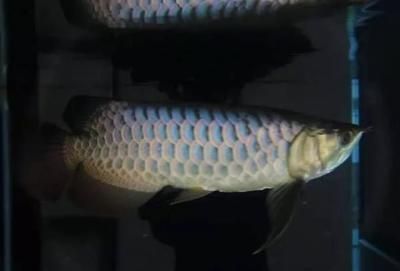 金龍魚20厘米就會(huì)發(fā)色嗎【金龍魚發(fā)色過程中的金龍魚發(fā)色會(huì)影響金龍魚發(fā)色嗎】