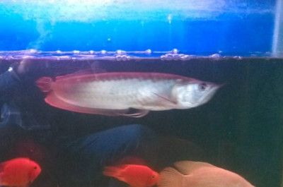 銀龍魚蒙眼會死嗎：銀龍魚蒙眼會導致死亡嗎
