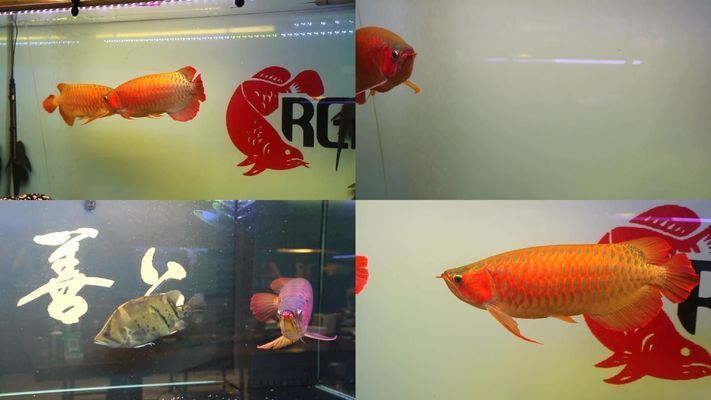 紅龍魚拍賣價格記錄查詢表大全（紅龍魚拍賣價格記錄查詢表）