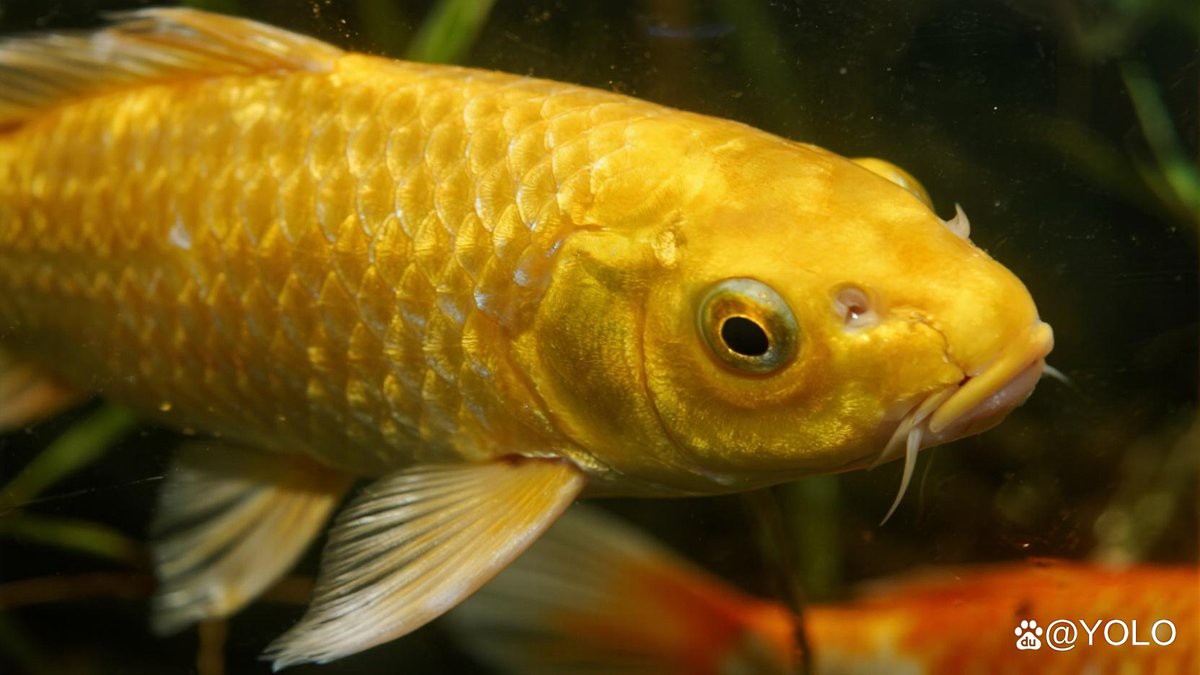 小型金龍魚多大 小型金龍魚多大 龍魚百科 第13張