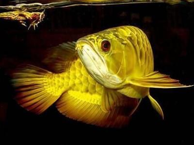 龍魚的說法：泰國龍魚風水傳說解析