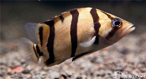 養龍魚虎魚ph值多少合適