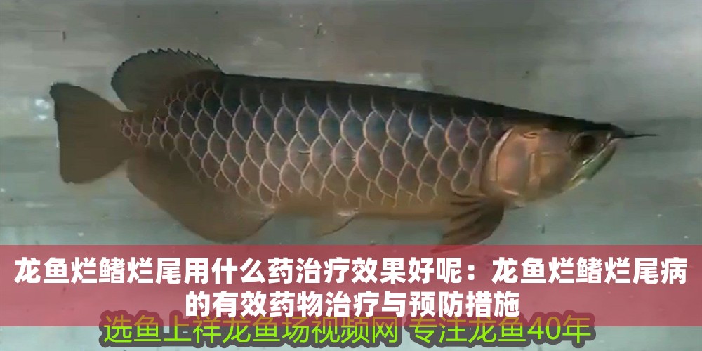 龍魚爛鰭爛尾用什么藥治療效果好呢：龍魚爛鰭爛尾病的有效藥物治療與預防措施