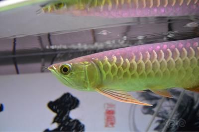 高背與過背及B過龍魚是怎么區別？：高背與過背及b過龍魚是怎么區分高背與過背及b過龍魚的區別