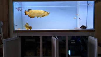 珠海上門護理清洗魚缸 龍魚世家水族館誠信 珠海上門護理清洗魚缸 龍魚世家水族館誠信 龍魚百科 第1張