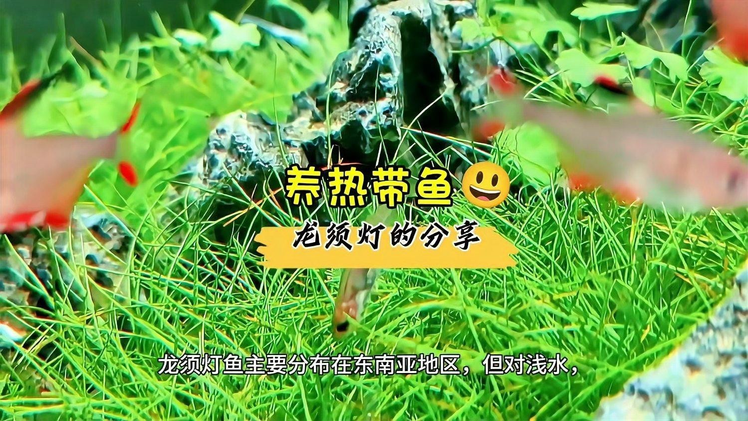 龍須貓魚在野生環境中的數量如何？