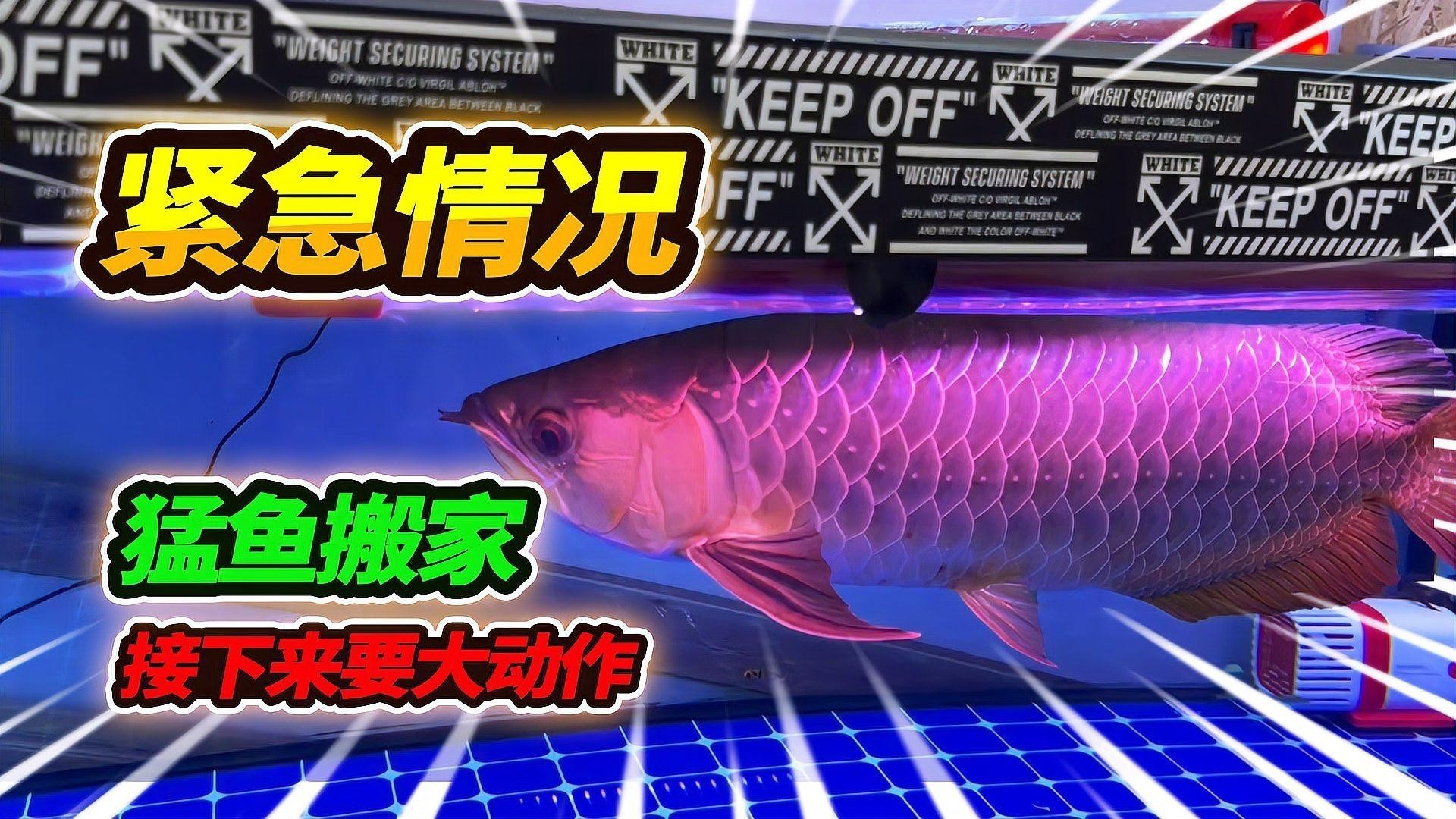 龍魚浮在水面不游怎么辦