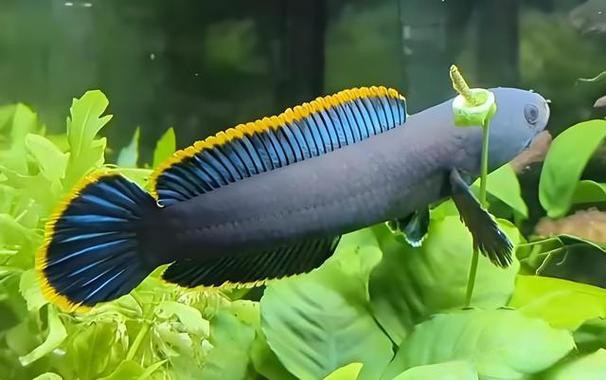 彩虹雷龍和七彩雷龍魚的區別