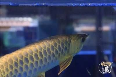 給龍魚喂食飼料怎么喂好（龍魚喂養技巧）