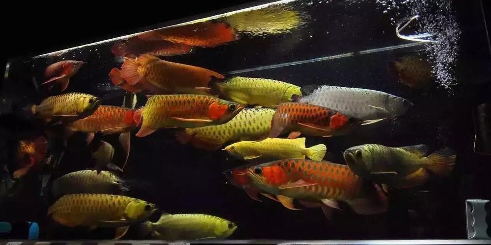 龍魚混養魚最佳搭配圖片