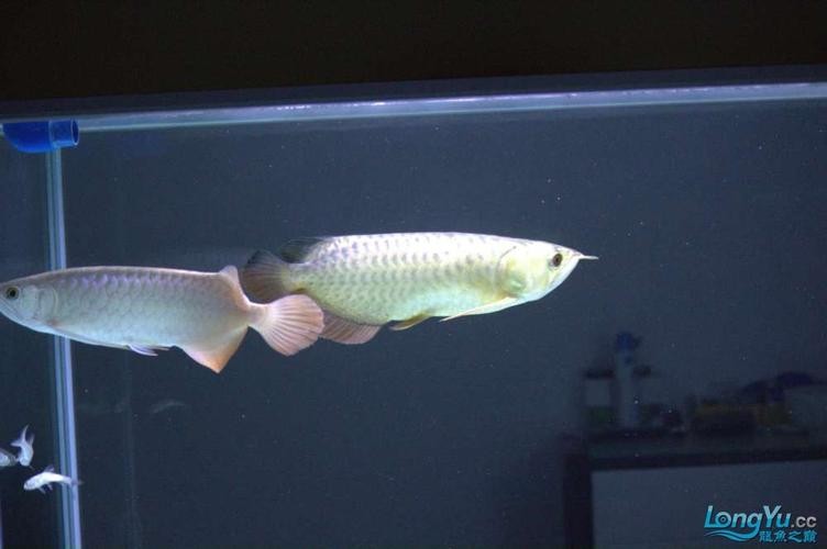 龍魚混養魚最佳搭配圖片