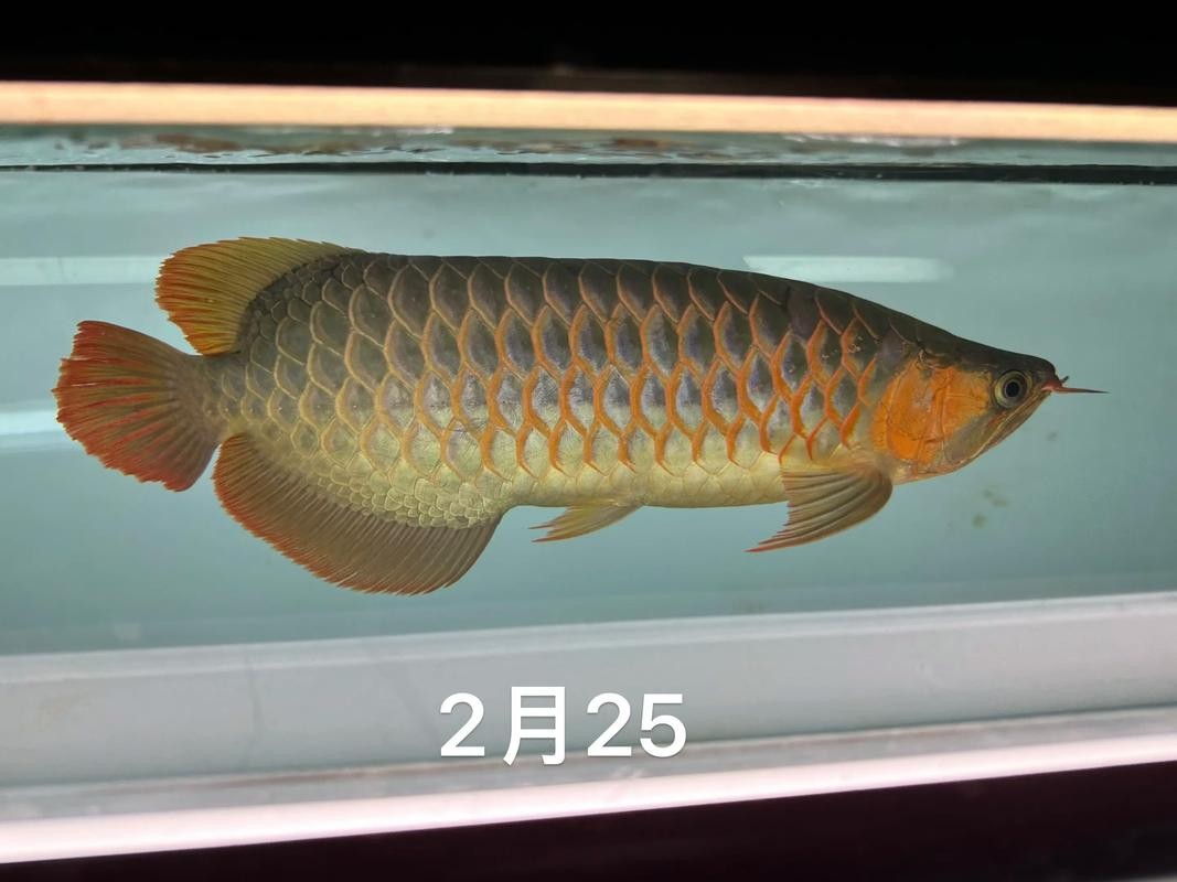 龍魚混養魚最佳搭配圖片